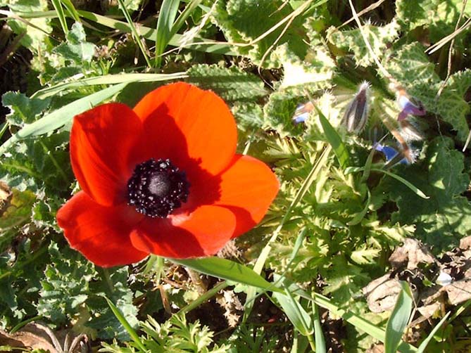 anemone a sedrio